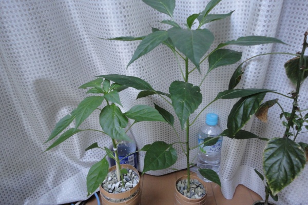 ペットボトル水耕栽培日記 キャロライナ リーパー