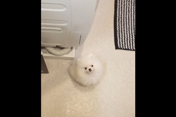 可愛い動物 癒やしチャンネル ポメラニアン