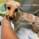 トリミングブログ