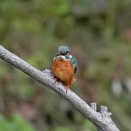 カワセミ「行って来い」が撮れた