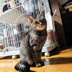 うちのとらまる