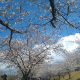 『「つぐみ・かわせみ」お花見!①』の画像