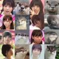 【乃木坂46】カワウソと西野七瀬の関係性・・・