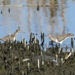 Tokyo_wildbirdpark_blog