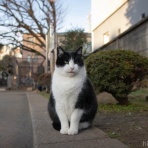 画像フォルダは猫ばかり