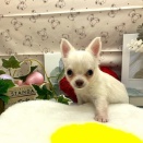 新人わんこฅ🐾