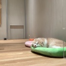 まるまるスコティッシュ🐾