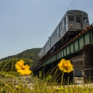5月の川根路　東急電車とオオキンケイギク