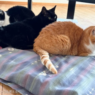馬とニャンコと男と女