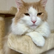 人間には見えないが猫には見えるものがある！？