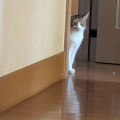 はるちゃん　