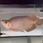 アジアアロワナ専門店《神龍》