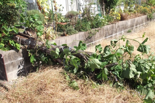 冒険菜園の 別館 公開備忘録 愛知県西部 ヒカマ クズイモ 冒険菜園の 別館 公開備忘録 愛知県西部 ヒカマ クズイモ