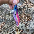 またまた沖磯エギング