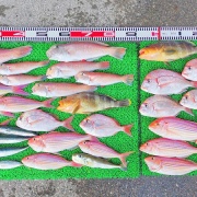 2025年12月7日　釣果