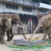 媛ちゃんの19歳のお誕生会♪ (2)