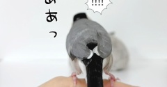アスリート化する文鳥たち