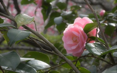 『続・花暦　３　乙女椿』の画像