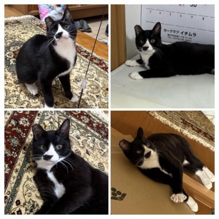 NPO法人 福井犬猫を救う会