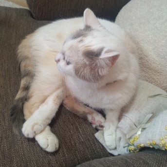 実物のﾈｺﾁｬﾝたち31