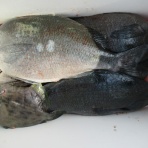 濱田渡船 愛媛県宇和島市 御五神