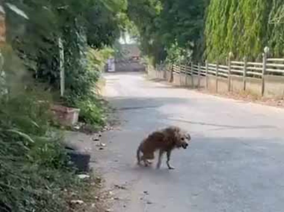 汚れた病気の老犬が保護された。ワシと一緒に暮らすかい？ &rarr; 老人が引き取ってしばらく経ったら&hellip;