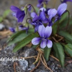 そりちのくすり箱