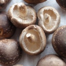 干ししいたけ作り