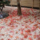 春もみじの紅葉２