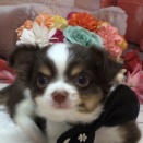 チョコレート&タンのチワワくん🍫