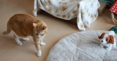 動く犬と固まる猫。