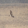 渡良瀬遊水地で探鳥してきました-2026-01-17