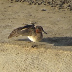 花鳥いろいろ 四季の野鳥
