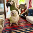 我が家の鳥ちゃんず🍀