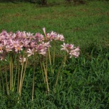 『長引く歯の治療と弟が来る日』の画像