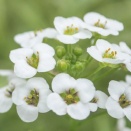 １月１２日は何の日？