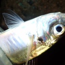 瀬戸内海のメバルはまだ初期──アジは集魚灯で好調