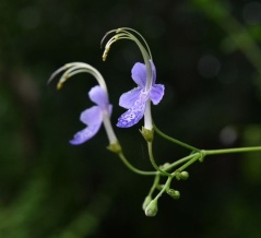 #5115 重すぎてとまれぬままに熊蜂がカリガネソウをまた吸いにゆく