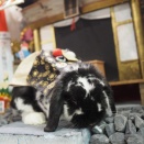 1月21日のグルーミングフォト