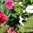 薔薇　薔薇　薔薇