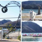 シェビーズのブログ