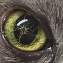 病態ではあるがちょっとカッコいい。バーミーズ種の猫に稀に見られる瞳孔膜遺残（どうこうまくいさん）