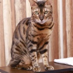 猫カフェ ねこまんまBlog