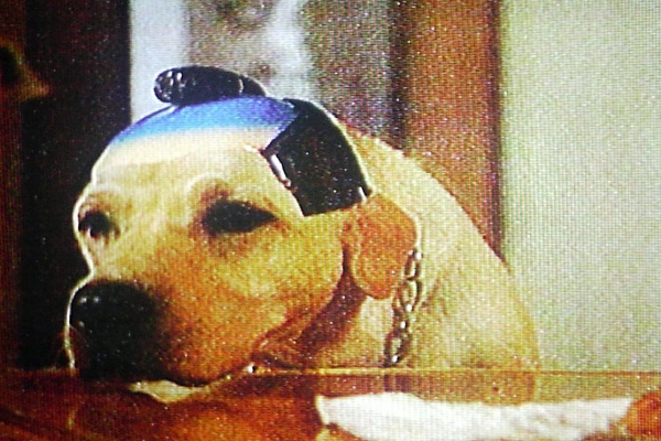 奥と細道 雑種犬