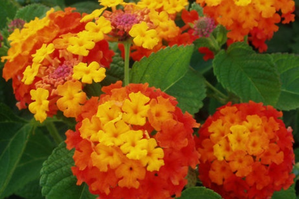 ランタナの毒 サイエンスあれこれ