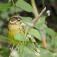 10月の野鳥予報