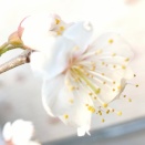 初夏の赤い宝石に花が咲いたッ!