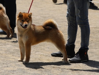 2026春季山梨支部展＠ジャスピンⅡ