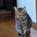 ムネ肉の冷しゃぶ