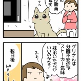 猫を迎えた時を振り返る２